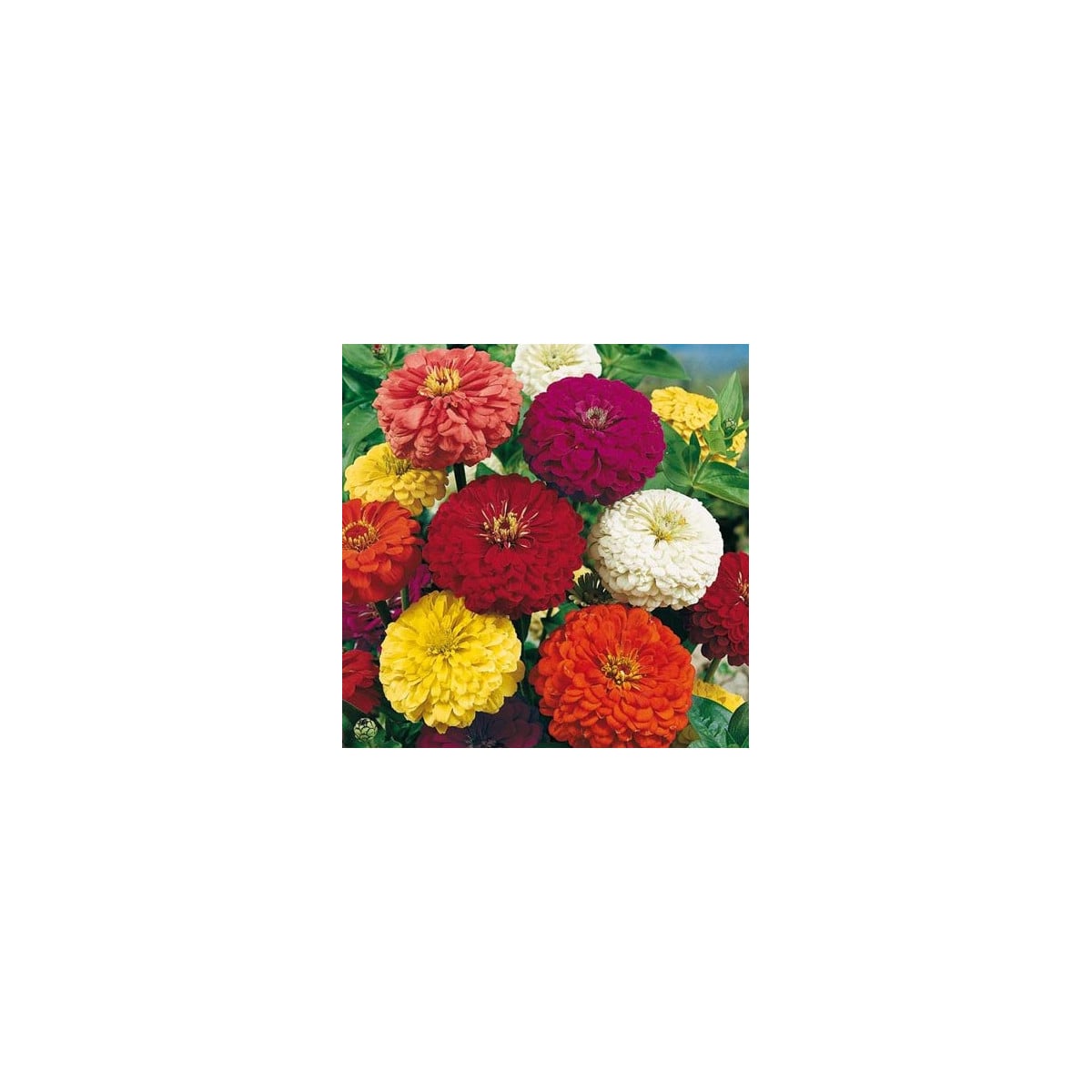 Cínia pôvabná obrovská - Zinnia elegans - semená - 0,5 g