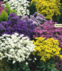 Limonka zohnutá - zmes - Limonium sinuatum - semená - 80 ks