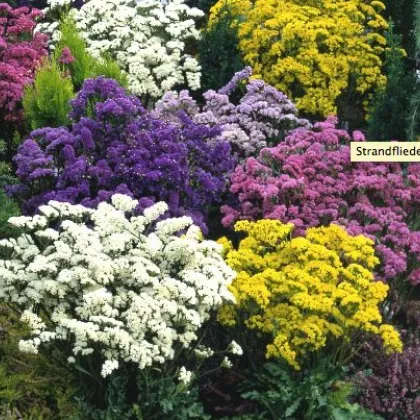 Limonka zohnutá - zmes - Limonium sinuatum - semená - 80 ks