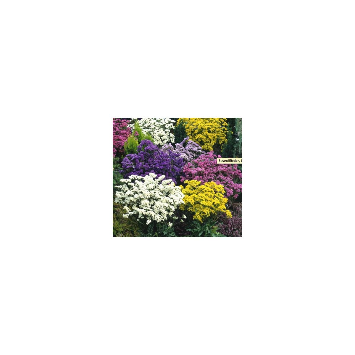 Limonka zohnutá - zmes - Limonium sinuatum - semená - 80 ks