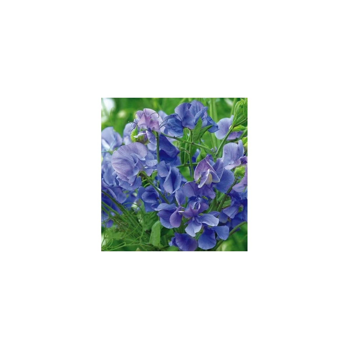 Hrachor voňavý kráľovský modrý - Lathyrus odoratus - semená hrachora - semiačka - 20 ks