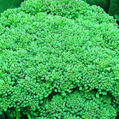 Brokolica Calabrese - Brassica oleracea L. - semená - 180 ks