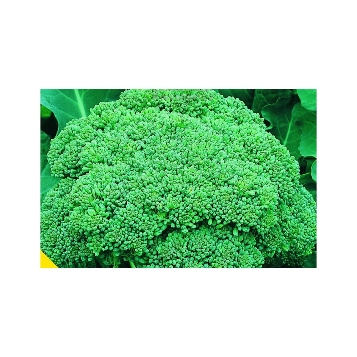 Brokolica Calabrese - Brassica oleracea L. - semená - 180 ks