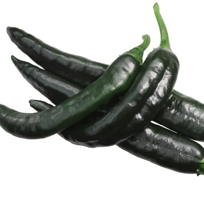Chilli Pasilla Bajio - Capsicum annuum - semená chilli - 7 ks