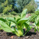 Pak Choi čínska kapusta - Brassica chinensis - semená - 100 ks