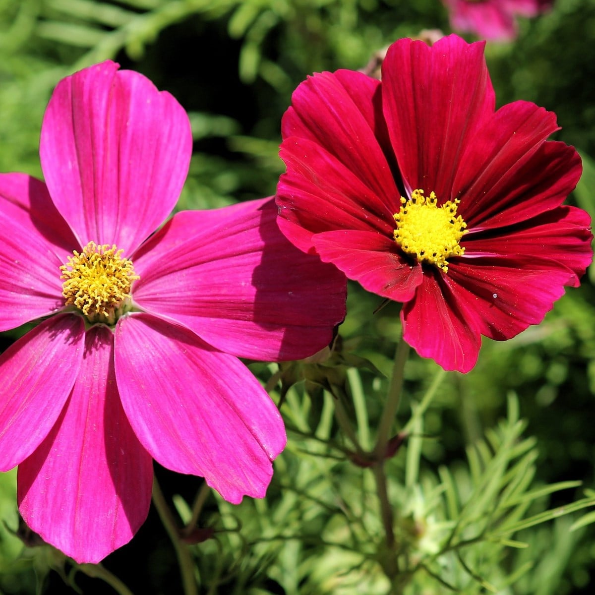 Krasuľka perovitá Sonata - Cosmos bipinnatus - semená krasuľky - semiačka - 1 gr