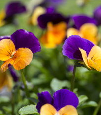 Fialka rohatá - Viola cornuta - semená fialky - 300 ks