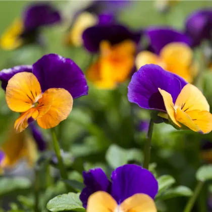 Fialka rohatá - Viola cornuta - semená fialky - 300 ks