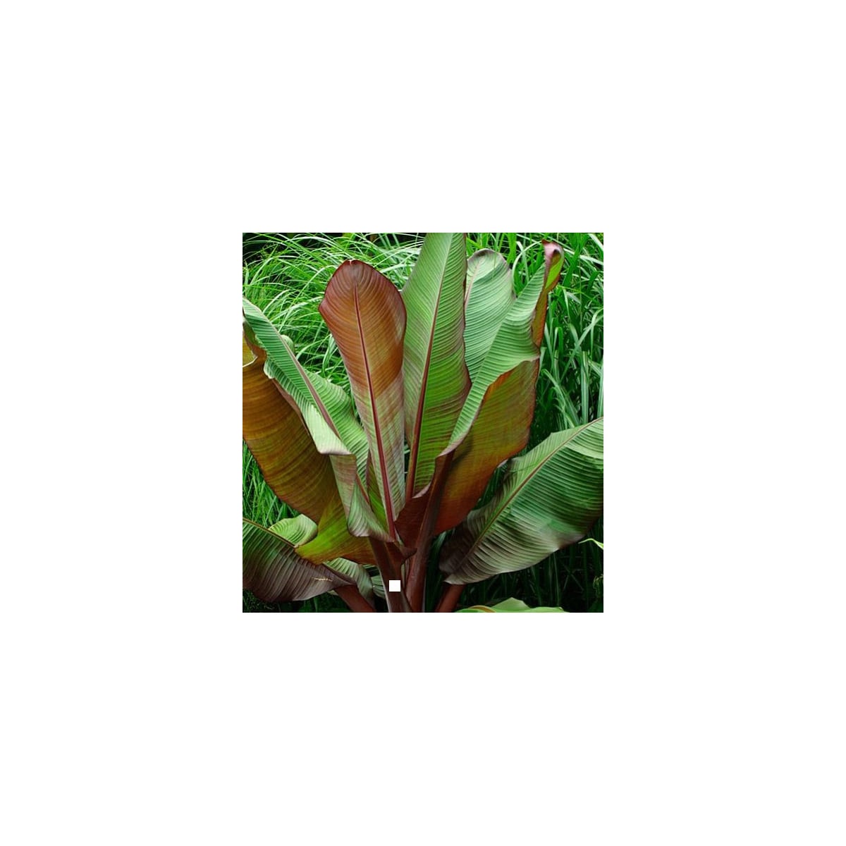 Banánovník habešský - Ensete vetricosum - semená banánovníka - 3 ks
