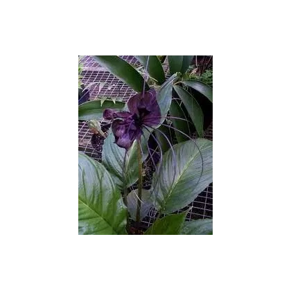 Taka veľkokvetá - Tacca chantrieri - semená taky - 3 ks