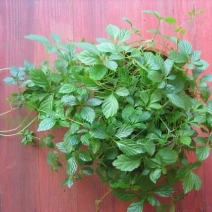 Všehoj ázijský - Panax ginseng - semená všehoja - 2 ks
