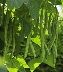 Fazuľa popínavá Algarve - Phaseolus vulgaris - semená fazule - 20 ks