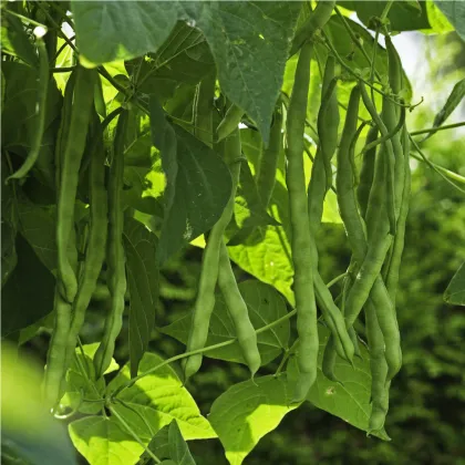Fazuľa popínavá Algarve - Phaseolus vulgaris - semená fazule - 20 ks