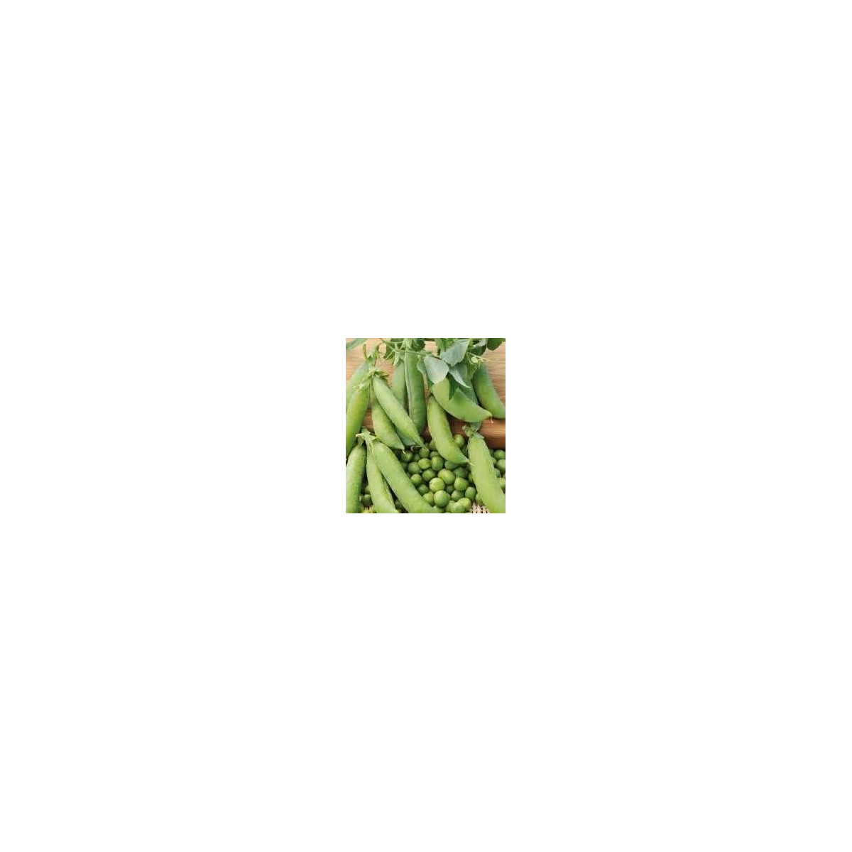 Hrach dreňový - Salout - semená hrachu - 10 g