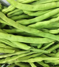 BIO fazuľa kríčková Maxi - Phaseolus vulgaris - bio semená fazule - 20 ks