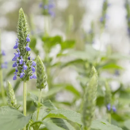 Chia - Salvia hispanica - semiačka chia - 10 ks