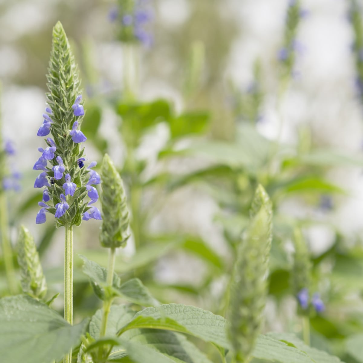 Chia - Salvia hispanica - semiačka chia - 10 ks