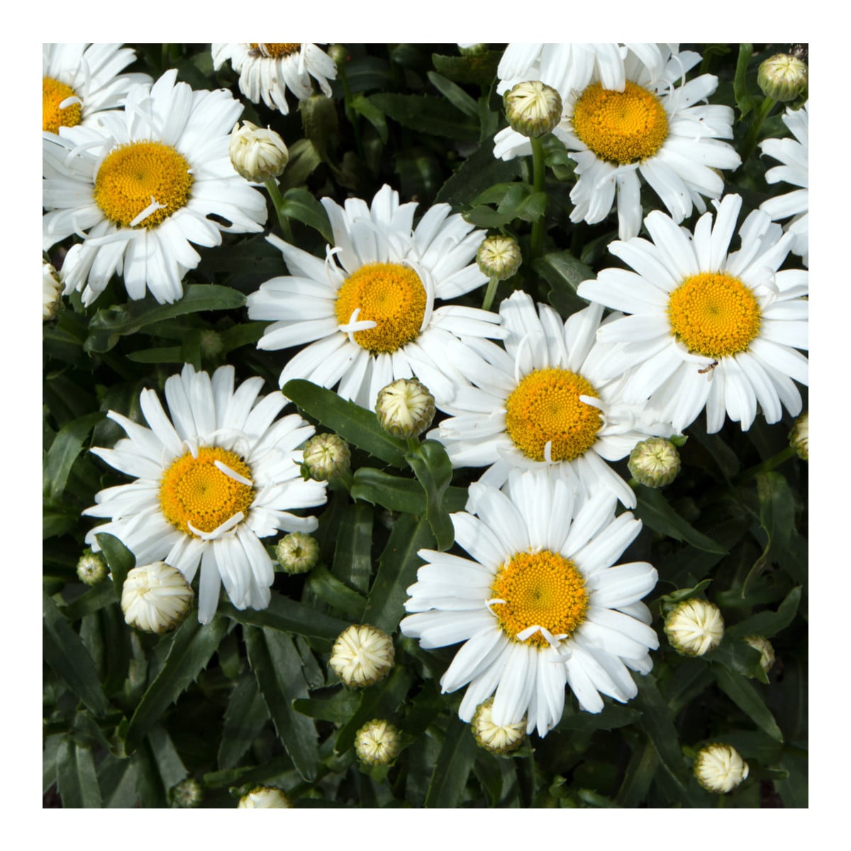 Margaréta biela Hviezda z Antverp - Chrysanthemum leucanthemum max. - semená - 0,4 g