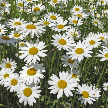 Margaréta biela kráľovná - Chrysanthemum leucanthemum max. - semená - 600 ks