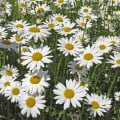 Margaréta biela kráľovná - Chrysanthemum leucanthemum max. - semená - 600 ks