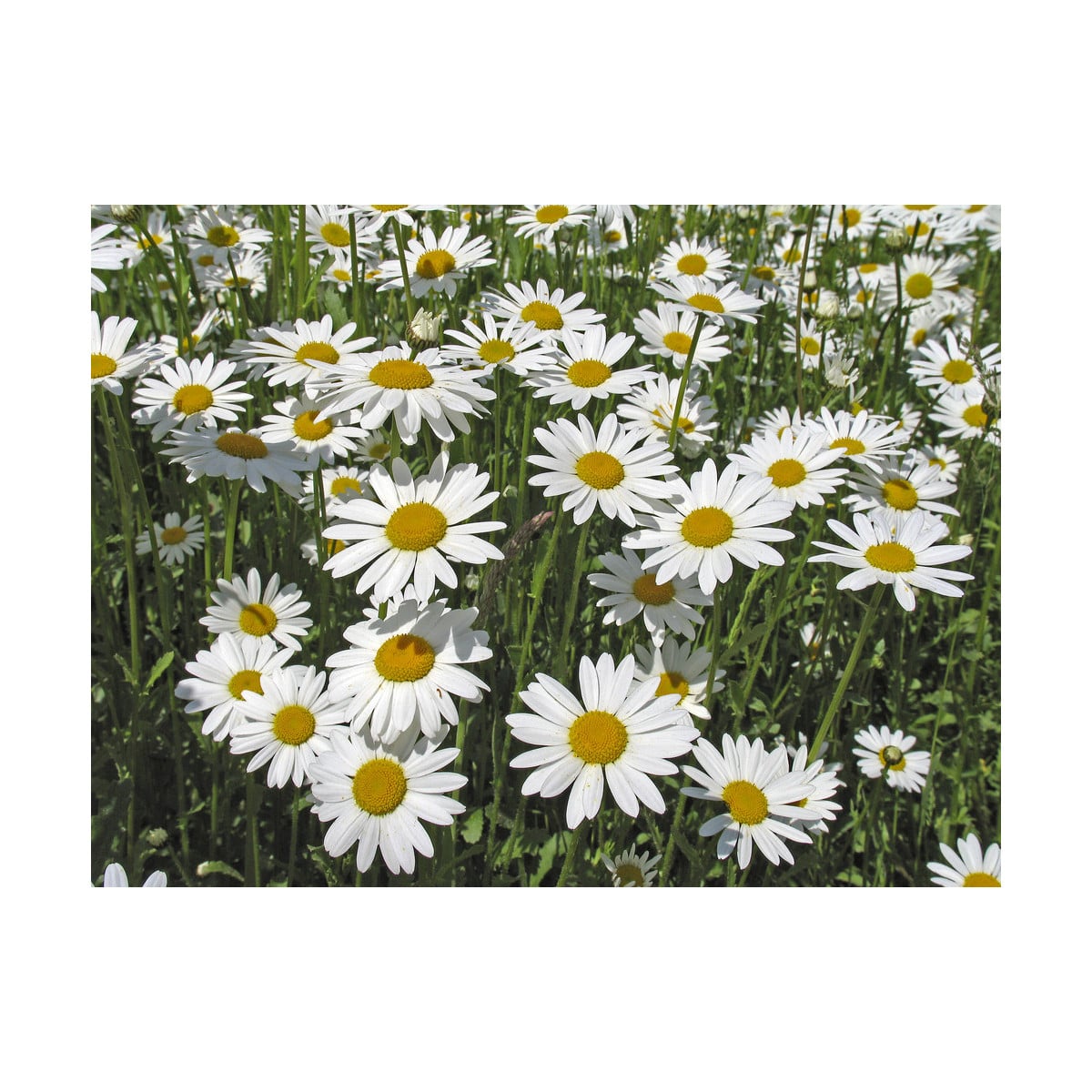 Margaréta biela kráľovná - Chrysanthemum leucanthemum max. - semená - 600 ks