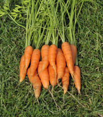 Mrkva karotka Amsterdam skorá - Daucus carota - semená mrkvy - 900 ks