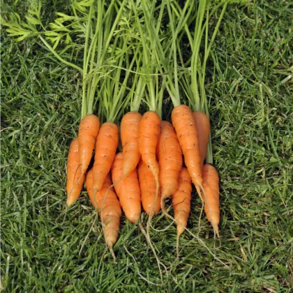 Mrkva karotka Amsterdam skorá - Daucus carota - semená mrkvy - 900 ks
