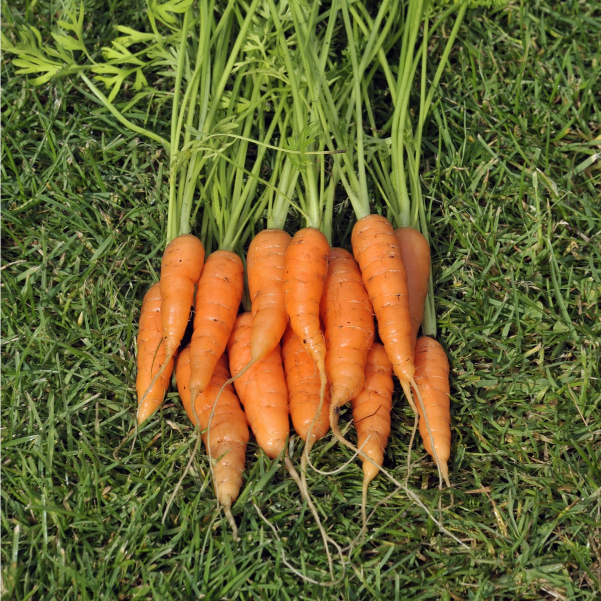 Mrkva karotka Amsterdam skorá - Daucus carota - semená mrkvy - 900 ks