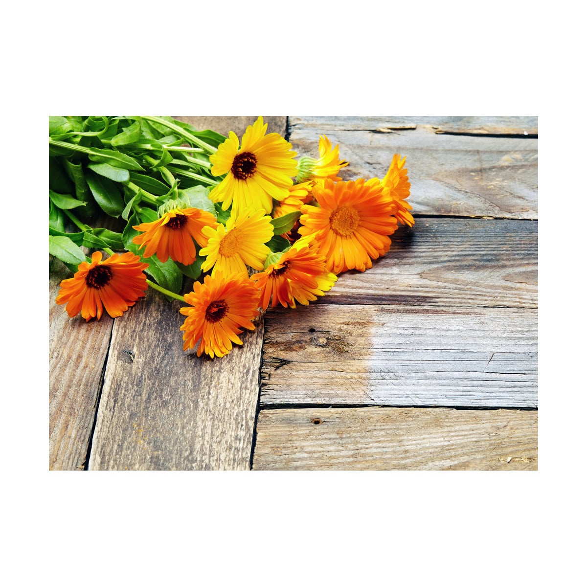 Nechtík lekársky - Calendula officinalis - semená nechtíka - 30 ks