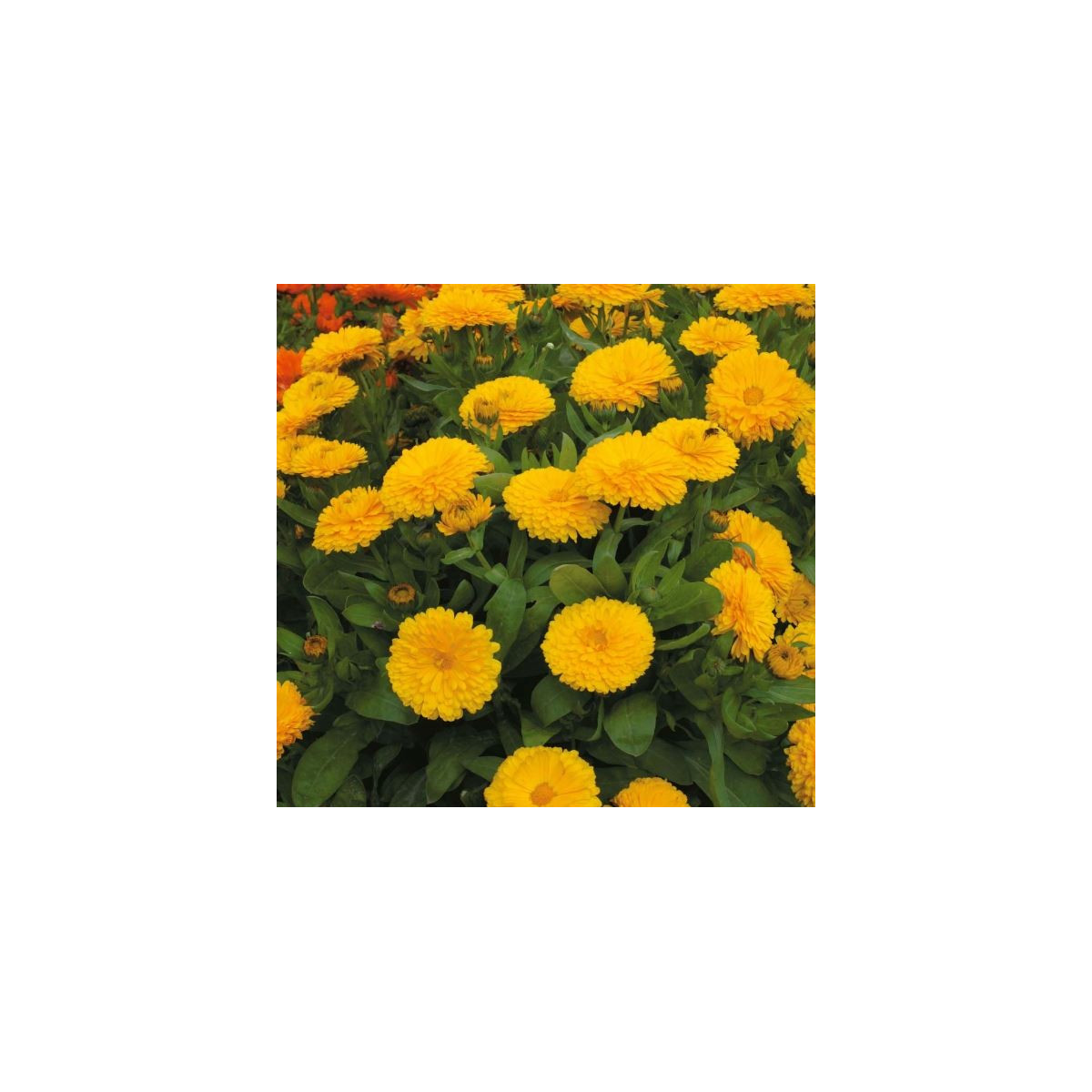Nechtík lekársky žltý - Calendula officinalis - semená nechtíka - 30 ks