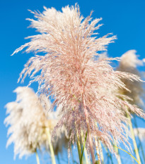 Pampová tráva ružová - Cortaderia selleona - semená pampovej trávy - 10 ks