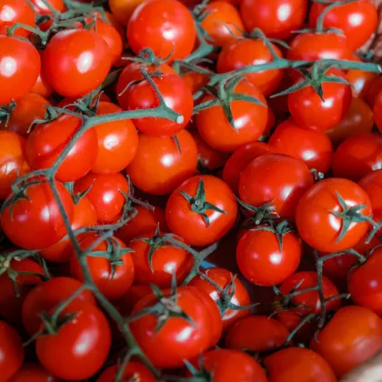 Paradajka Cherolla F1 - Solanum lycopersicum - semená paradajky - 5 ks