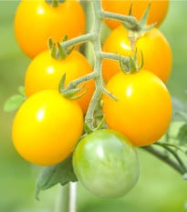 Paradajka žltá Golden Currant - Solanum lycopersicum - semená paradajky - 5 ks