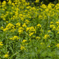 Roripovník východný - Bunias orientalis - semená roripovníka - 6 ks