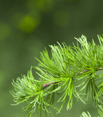 Smrekovec Gmelinov - Larix gmelinii - semená smrekovca - 10 ks