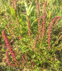 Štiav záhradný - Rumex patientia - semená štiavu - 20 ks