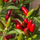 Chilli Jalapeno - Capsicum Annuum - semená - 6 ks