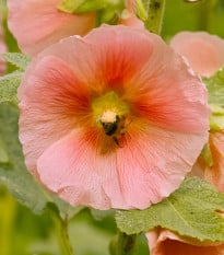 Topoľovka plnokvetá oranžováChaters - Alcea rosea - semená topoľovky - 7 ks