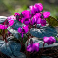 Cyklámen - Cyclamen coum - hľuzy cyklaména - 1 ks
