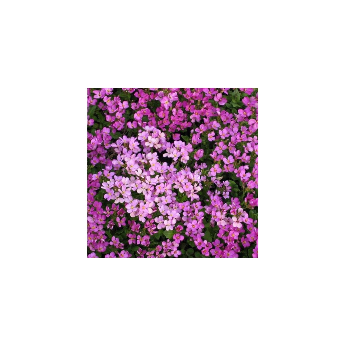 Arábka arendsova ružová - Arabis arendsii - semená - 100 ks