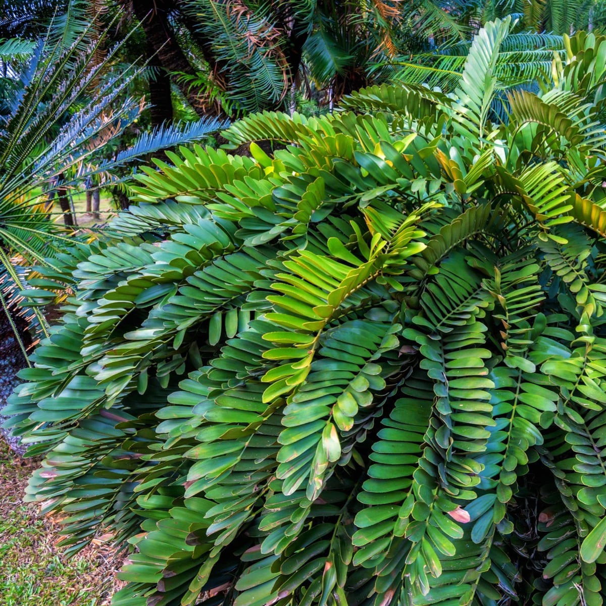 Cykas Zamia furfuracea - semená cykasu - semiačka - 2 ks