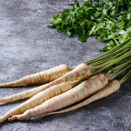 Paštrnák siaty Gladiator F1 - Pastinaca sativa - semená - 100 ks
