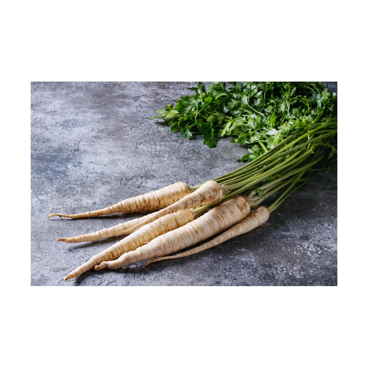 Paštrnák siaty Gladiator F1 - Pastinaca sativa - semená - 100 ks