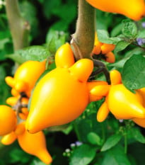 Solanum mammosum - Solanum mammosum - semená solana - 15 ks