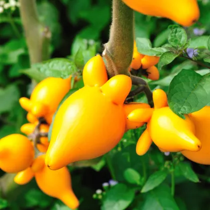 Solanum mammosum - Solanum mammosum - semená solana - 15 ks