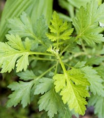 Palina ročná - Artemisia annua - semená paliny - 0,02 g
