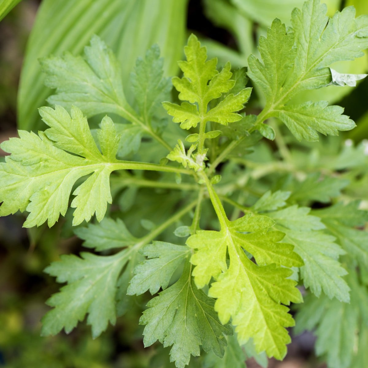 Palina ročná - Artemisia annua - semená paliny - 0,02 g