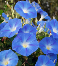 Povojník modrý - Ipomoea rubro coerulea - semená povojníka - semiačka 25 ks