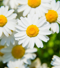 Margaréta balkónová biela - Chrysanthemum paludosum - semená - 500 ks