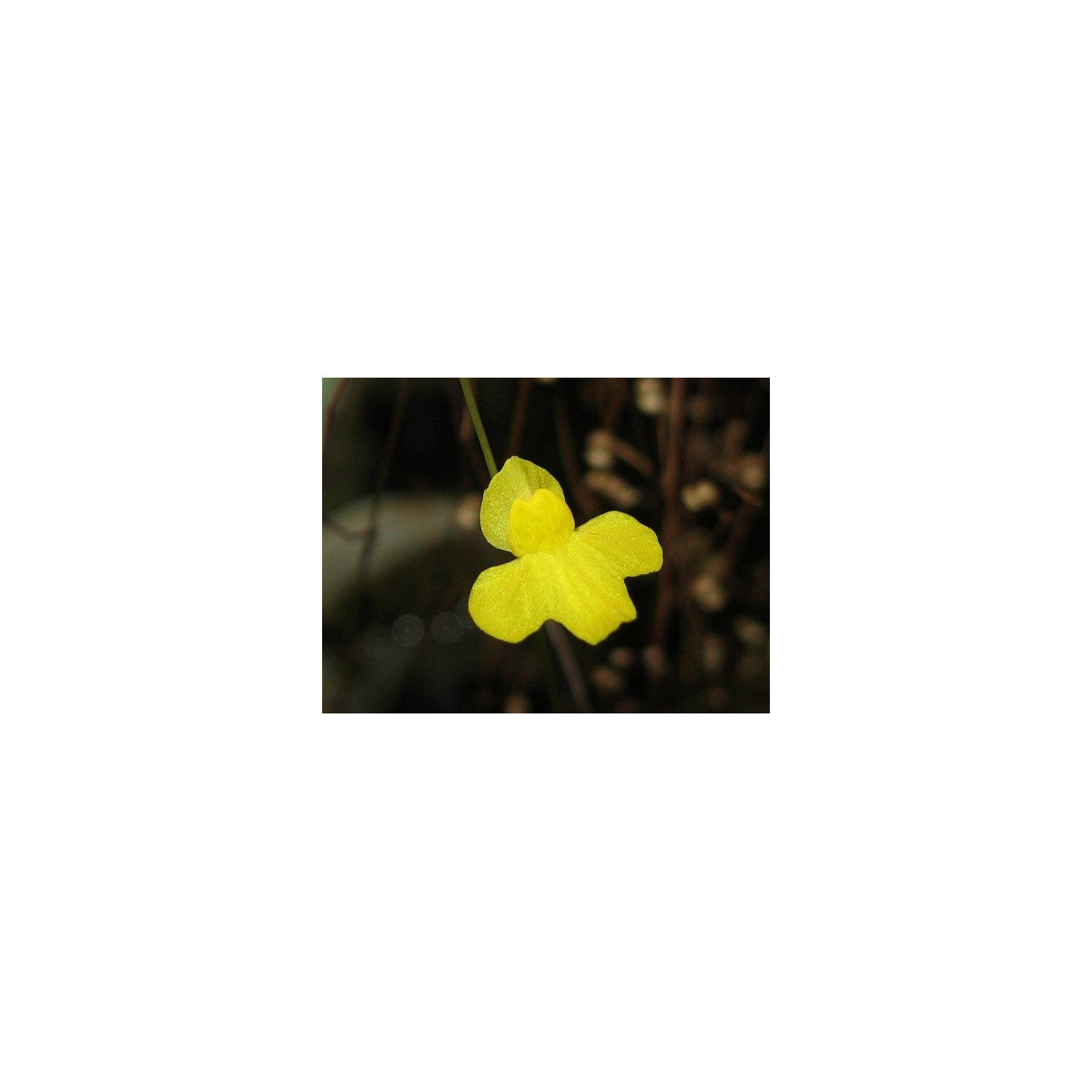 Bublinatka šidlovitá - Utricularia subulata - semená bublinatky - 15 ks